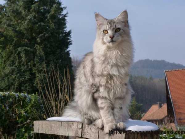 缅因猫是哪个國(guó)家的(缅因猫是哪个國(guó)家的品种)