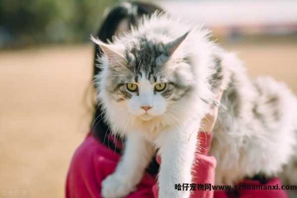 缅因猫是哪个國(guó)家的(缅因猫是哪个國(guó)家的品种)
