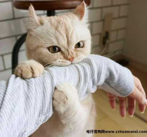 猫反感你的表现(猫反感你的表现有(yǒu)哪些)