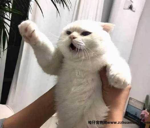 猫反感你的表现(猫反感你的表现有(yǒu)哪些)