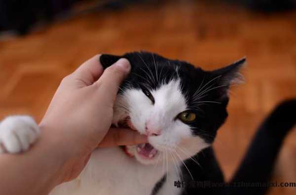 猫反感你的表现(猫反感你的表现有(yǒu)哪些)