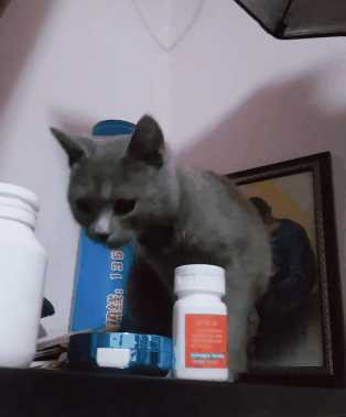 猫反感你的表现(猫反感你的表现有(yǒu)哪些)