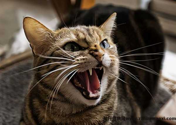 猫反感你的表现(猫反感你的表现有(yǒu)哪些)