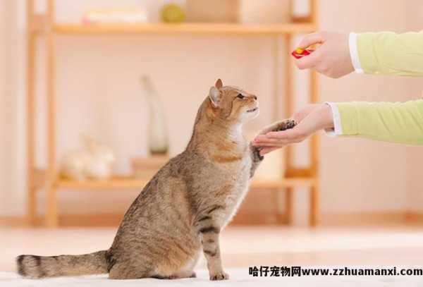 猫反感你的表现(猫反感你的表现有(yǒu)哪些)