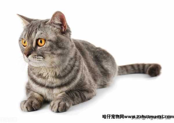 猫甩尾巴是什么意思(猫猫甩尾巴的意思)