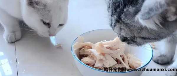 猫能(néng)吃玉米粒吗(宠物(wù)猫能(néng)吃玉米粒吗)