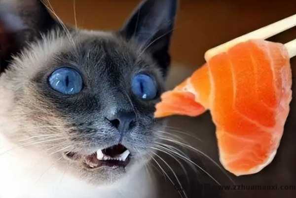 猫能(néng)吃玉米粒吗(宠物(wù)猫能(néng)吃玉米粒吗)