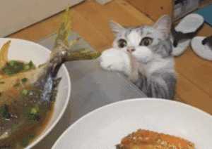 猫能(néng)吃玉米粒吗(宠物(wù)猫能(néng)吃玉米粒吗)