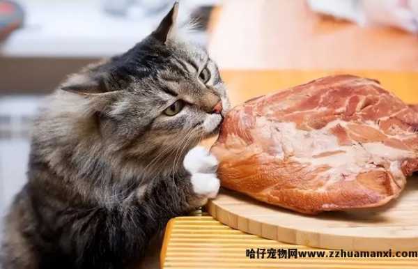 猫能(néng)吃玉米粒吗(宠物(wù)猫能(néng)吃玉米粒吗)