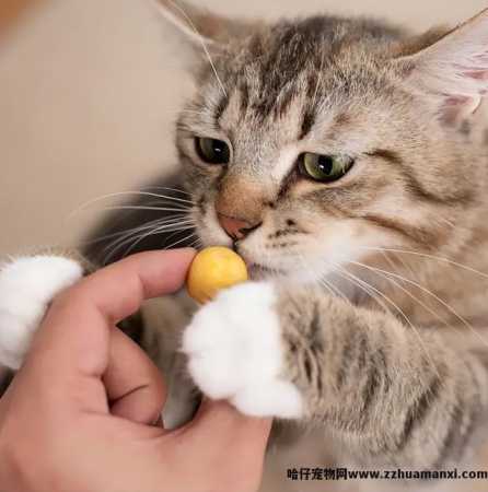 猫能(néng)吃玉米粒吗(宠物(wù)猫能(néng)吃玉米粒吗)