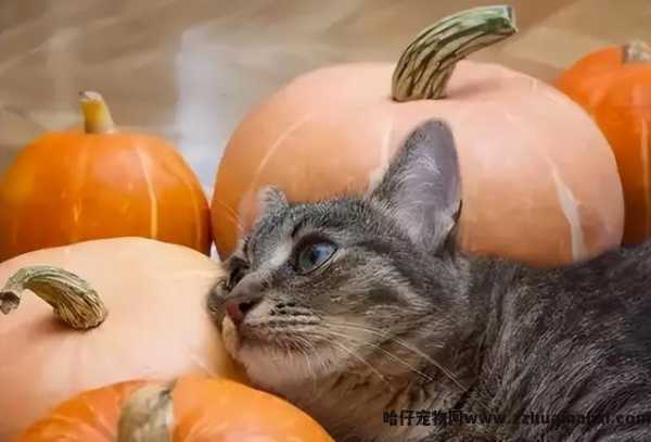 猫能(néng)吃玉米粒吗(宠物(wù)猫能(néng)吃玉米粒吗)