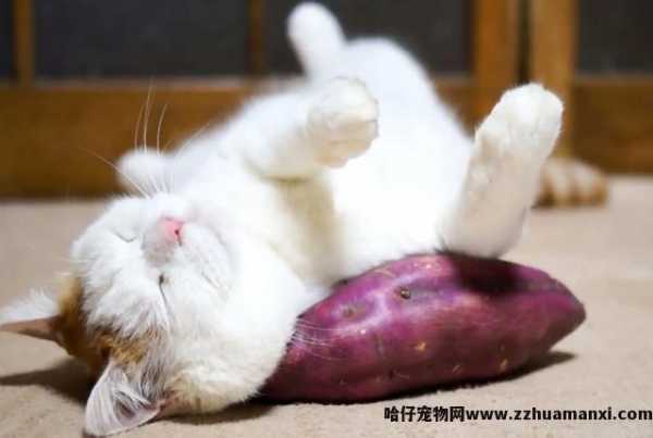 猫能(néng)吃玉米粒吗(宠物(wù)猫能(néng)吃玉米粒吗)