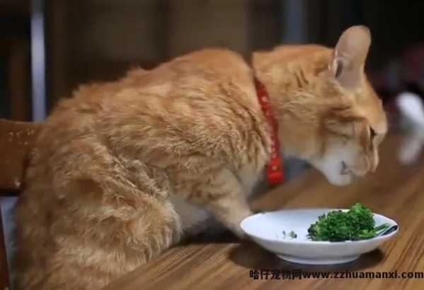猫能(néng)吃玉米粒吗(宠物(wù)猫能(néng)吃玉米粒吗)