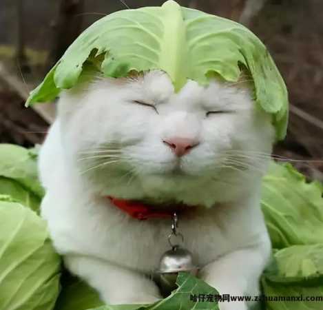 猫能(néng)吃玉米粒吗(宠物(wù)猫能(néng)吃玉米粒吗)