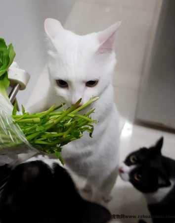 猫能(néng)吃玉米粒吗(宠物(wù)猫能(néng)吃玉米粒吗)