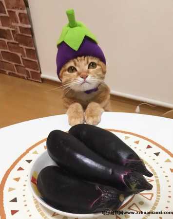 猫能(néng)吃玉米粒吗(宠物(wù)猫能(néng)吃玉米粒吗)