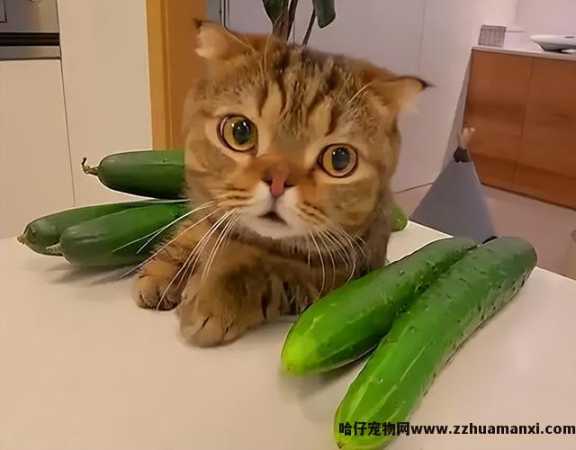 猫能(néng)吃玉米粒吗(宠物(wù)猫能(néng)吃玉米粒吗)