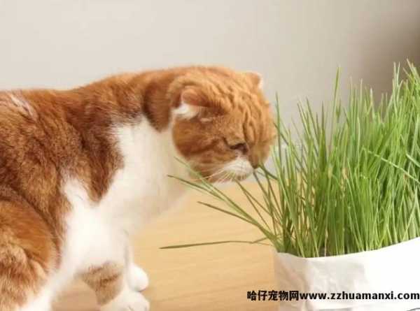 猫能(néng)吃玉米粒吗(宠物(wù)猫能(néng)吃玉米粒吗)