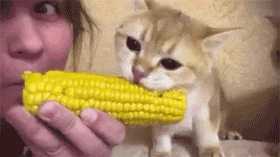 猫能(néng)吃玉米粒吗(宠物(wù)猫能(néng)吃玉米粒吗)