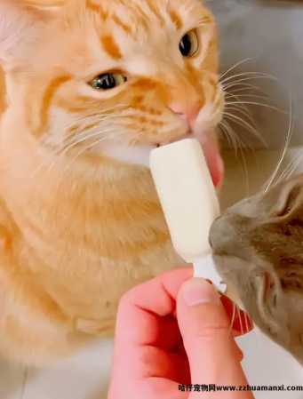 猫能(néng)吃玉米粒吗(宠物(wù)猫能(néng)吃玉米粒吗)