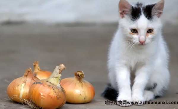 猫能(néng)吃玉米粒吗(宠物(wù)猫能(néng)吃玉米粒吗)