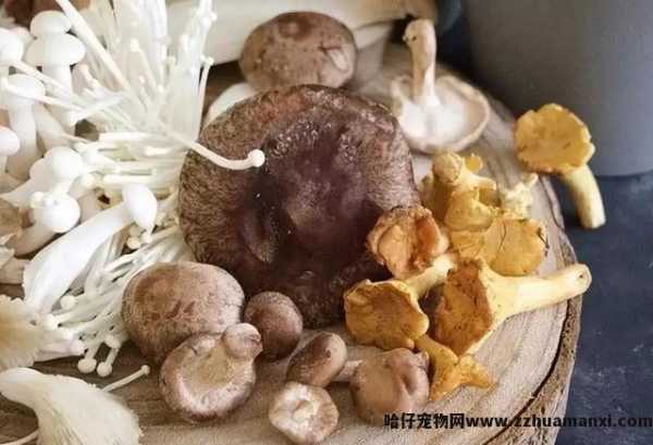 猫能(néng)吃玉米粒吗(宠物(wù)猫能(néng)吃玉米粒吗)