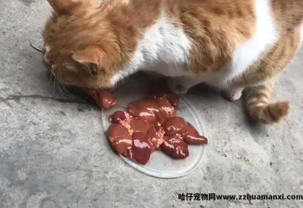 猫能(néng)吃玉米粒吗(宠物(wù)猫能(néng)吃玉米粒吗)