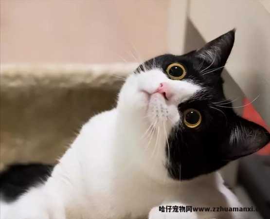 猫能(néng)吃玉米粒吗(宠物(wù)猫能(néng)吃玉米粒吗)