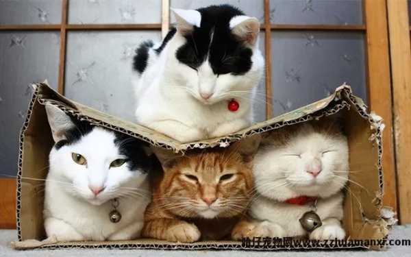 猫毛对人有(yǒu)什么影响(猫毛对人有(yǒu)危害吗)