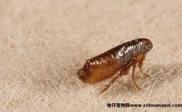 猫毛对人有(yǒu)什么影响(猫毛对人有(yǒu)危害吗)