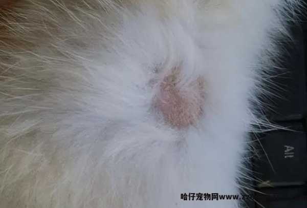 猫毛对人有(yǒu)什么影响(猫毛对人有(yǒu)危害吗)