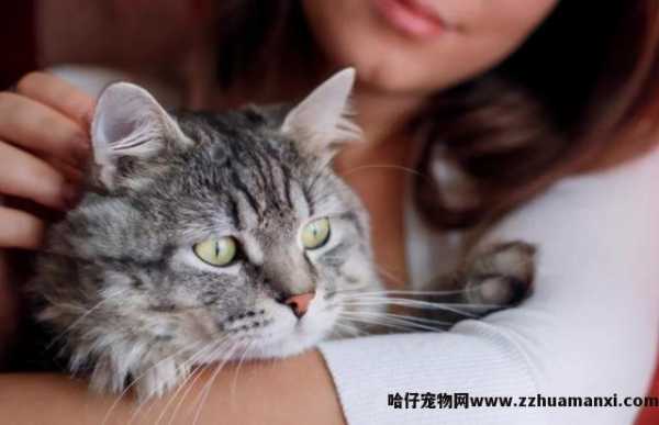 猫毛对人有(yǒu)什么影响(猫毛对人有(yǒu)危害吗)