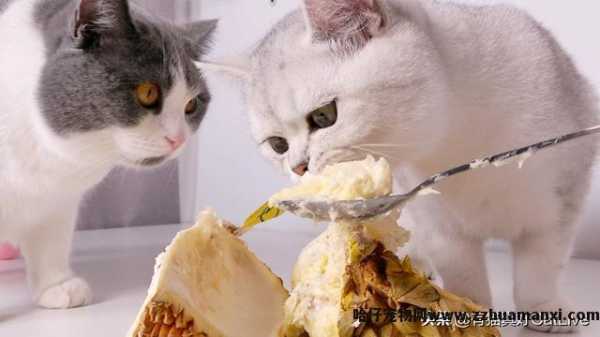 猫可(kě)以吃榴莲吗(猫可(kě)不可(kě)以吃榴莲)