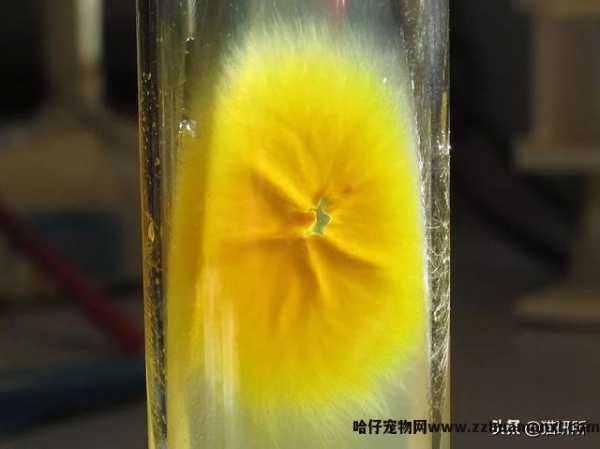 猫藓用(yòng)什么药(猫藓用(yòng)什么药最有(yǒu)效)