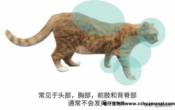 猫藓用(yòng)什么药(猫藓用(yòng)什么药最有(yǒu)效)