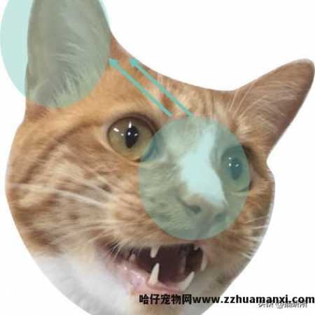 猫藓用(yòng)什么药(猫藓用(yòng)什么药最有(yǒu)效)