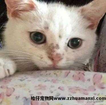 猫藓用(yòng)什么药(猫藓用(yòng)什么药最有(yǒu)效)