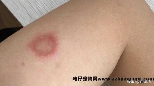 猫藓用(yòng)什么药(猫藓用(yòng)什么药最有(yǒu)效)