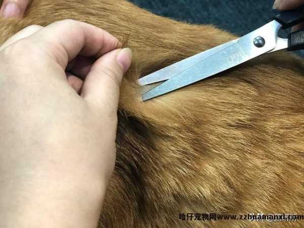 猫藓用(yòng)什么药(猫藓用(yòng)什么药最有(yǒu)效)
