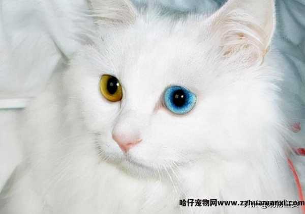 白色波斯猫蓝眼睛是什么猫(蓝眼睛的白猫是波斯猫吗)