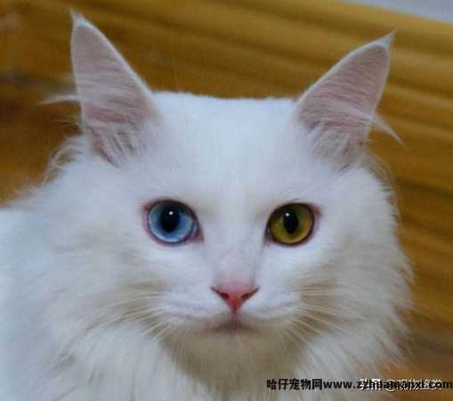白色波斯猫蓝眼睛是什么猫(蓝眼睛的白猫是波斯猫吗)
