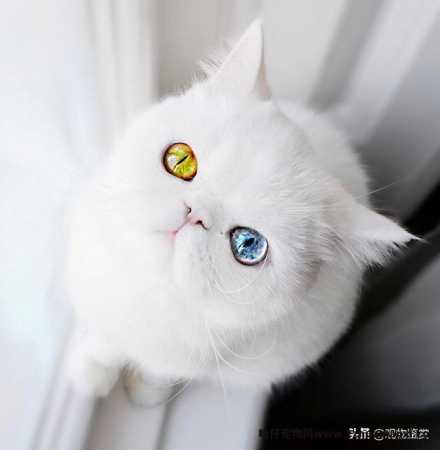 白色波斯猫蓝眼睛是什么猫(蓝眼睛的白猫是波斯猫吗)