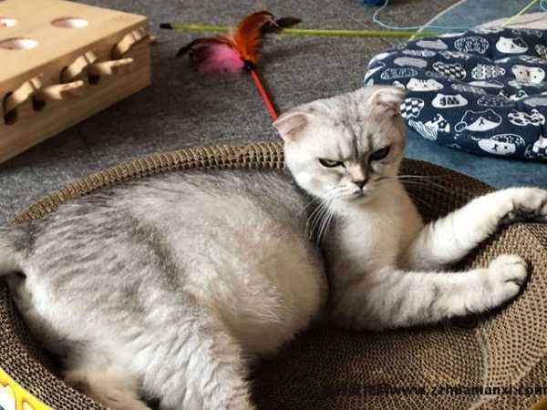银点猫怎么看品相好不好(银点猫怎么看品相纯不纯)
