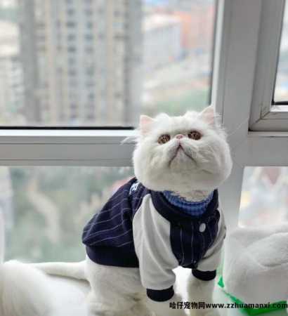 加菲猫性格脾气好吗(加菲猫的脾气性格)