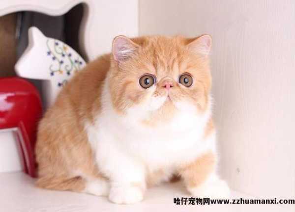 加菲猫性格脾气好吗(加菲猫的脾气性格)