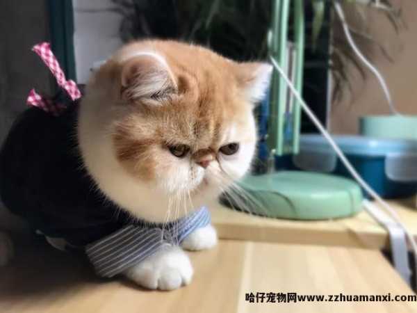 加菲猫性格脾气好吗(加菲猫的脾气性格)