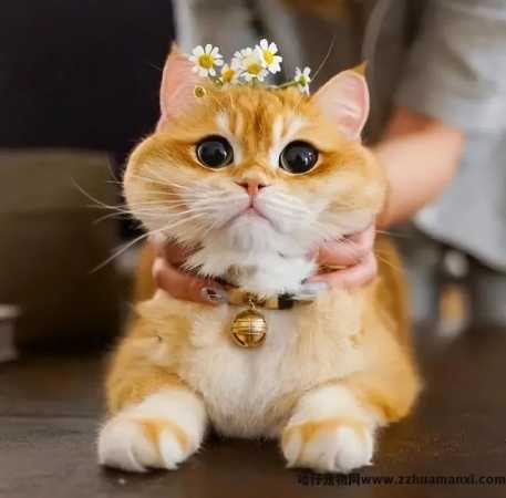 洗猫袋好用(yòng)吗(猫咪洗猫袋好用(yòng)吗)