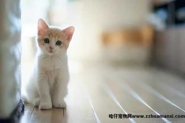 洗猫袋好用(yòng)吗(猫咪洗猫袋好用(yòng)吗)