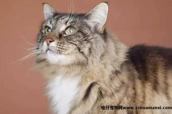 洗猫袋好用(yòng)吗(猫咪洗猫袋好用(yòng)吗)