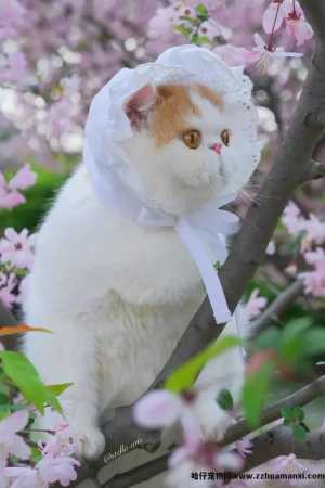 洗猫袋好用(yòng)吗(猫咪洗猫袋好用(yòng)吗)